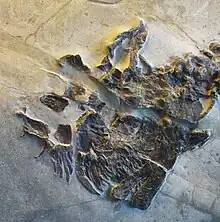 Detailfoto eines deformierten Fossils