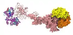 Haptoglobin