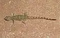 Hemidactylus garnotii