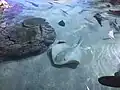 Hemitrygon akajei, Albino