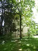 Götterbaum