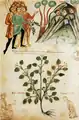 Oben: Zauber gegen Wegelagerer. Unten: Pflanzenbild des Schwarzen Nachtschattens (Solanum nigrum). (fol.&nbsp;78&nbsp;v.)
