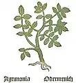 Teil I, Kapitel 6 ... Agrimonia eupatoria