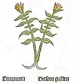 Herbarius Moguntinus 1484