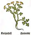 Herbarius Moguntinus 1484