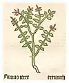 Herbarius Moguntinus 1484