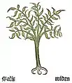 Teil I, Kapitel 136 ........ Salix
