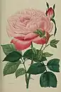 'Comte de Paris', 1839