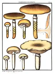 P. Bulliards Tafel 549