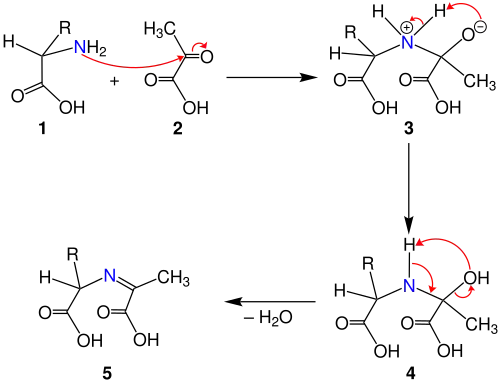 Reaktionsmechanismus der Herbst-Engel-Transaminierung, a