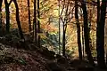 Herbstlicher Buchenwald an der Luisenruhe.