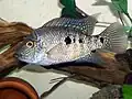Herichthys tepehua