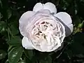 ‘Herkules’, Kordes, 2007
