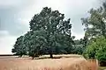 Hermsdorfer Landschaft