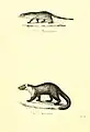 Ichneumon (Herpestes ichneumon) & Baummarder (Martes martes) illustriert von Louis Victor Bevalet
