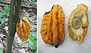 Herrania albiflora, Herrania balaensis, Herrania nycterodendron u.&nbsp;a. (ähnliches Bild)