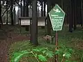 Mittelalterlicher Glasschmelzplatz am Flügel Jägerhorn im Tharandter Wald, Gemarkung Grillenburg