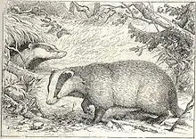 Dachs(Meles meles)