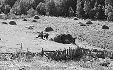 Von August bis Herbst werden in Ushguli (Oberswanetien, Kaukasus) die Weiden für die Viehfütterung im Winter gemäht.