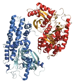 Hexokinase