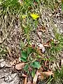 Hieracium hypochoeroides subsp. parvimaculatum (Joch.Müll.) Greuter