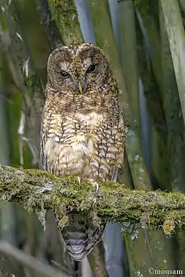 Himalaja-Waldkauz (Strix nivicola)