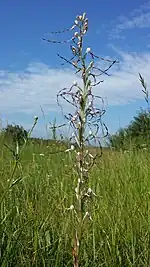 Habitus.