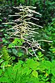 Wald-Geißbart (Aruncus dioicus)