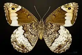 ♀ △