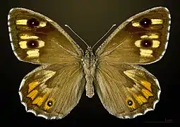 ♀