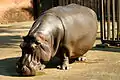 Flusspferd im Zambezi River Hippo Camp
