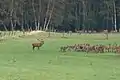 Hirschbrunft bei Starkshorn