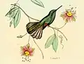 Weißschwanzkolibri (Eupherusa poliocerca) weitere Kolibritafel