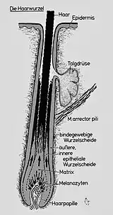 Schematischer Längsschnitt der Haarwurzel