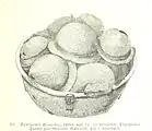Kupferkessel mit zwölf Schildbuckel