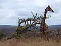 Der Hluhluwe-Teil des Parks