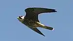 Baumfalke