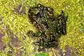 Hochstetter-Frosch (Leiopelma hochstetteri) aus Neuseeland
