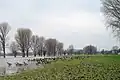 Wildgänse auf den überschwemmten Rheinwiesen