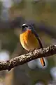 Feldrotschwanz (Phoenicurus hodgsoni)