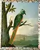 Blauscheitelmotmot