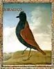Guiracoco