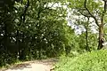 „Verlängerung hinterer Kuhgraben“, Baumbestand des Lössgrabens