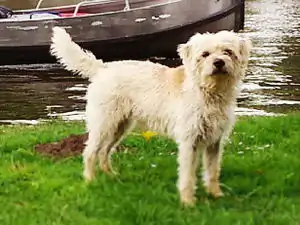 Hollandse Smoushond