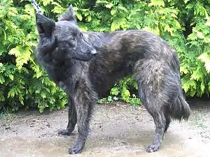 Hollandse Herdershond Langhaar
