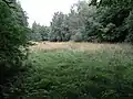 An einer Waldwiese