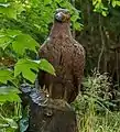 „Adler“