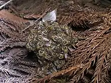 Bienen der A. cerana bilden eine Kugel um angreifende Hornissen und töten sie durch kurzzeitiges Aufheizen auf über 45&nbsp;°C