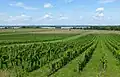 Weinberge von Horní Věstonice