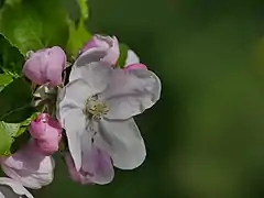 Blüte